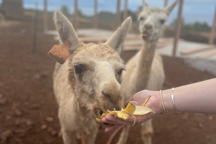 a person holding an animal