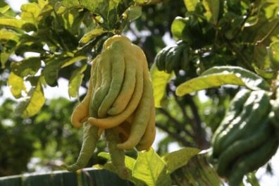 a close up of a fruit hanging from a tree