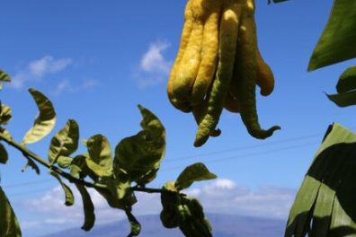 a group of palm trees