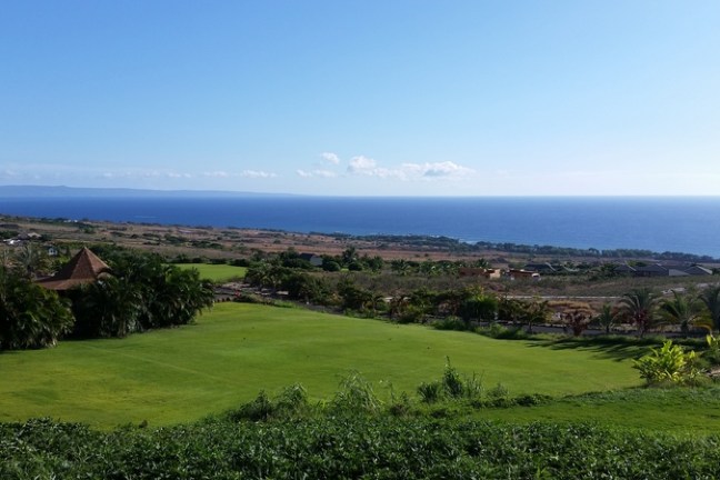 a herd of sheep grazing on a lush green field